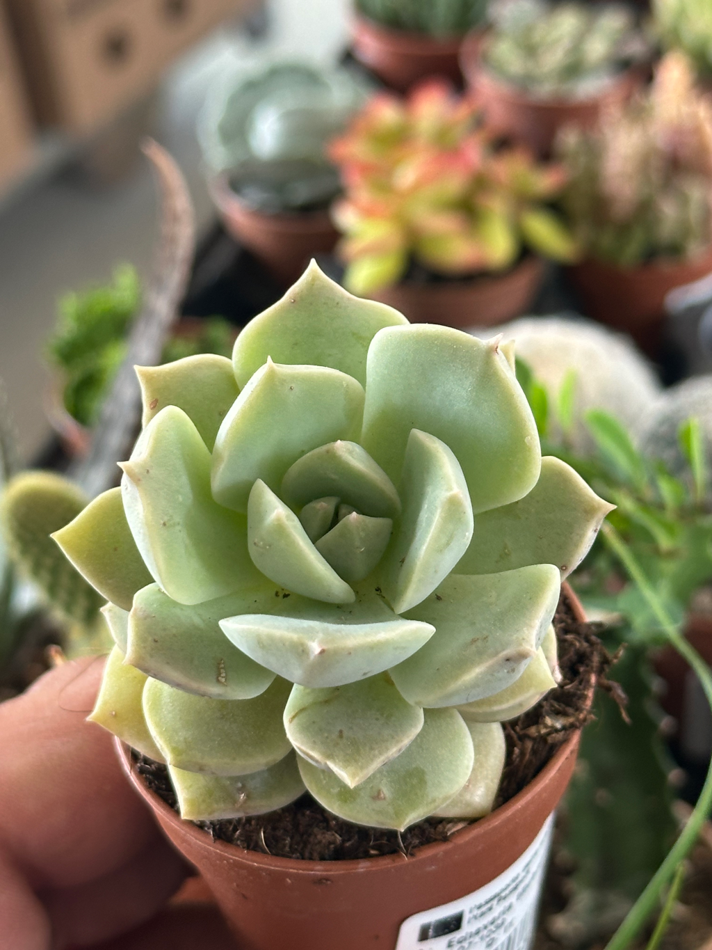 echeveria titobans