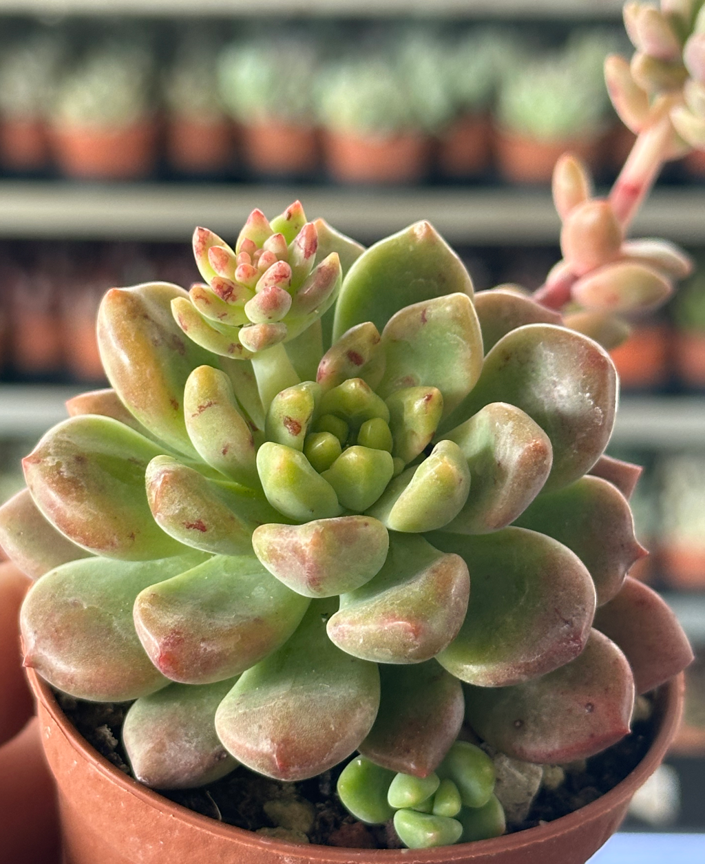 echeveria vienna