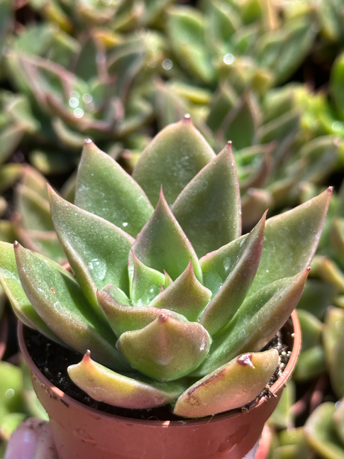 echeveria mexicano
