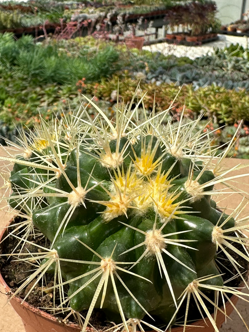 echinocactus grusonii