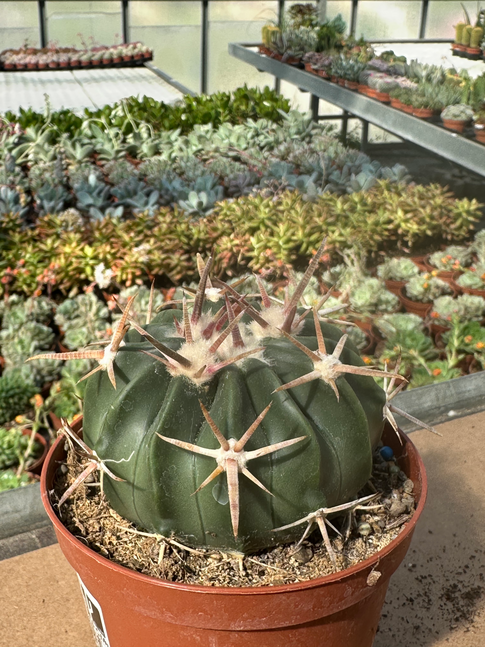 echinocactus texensis