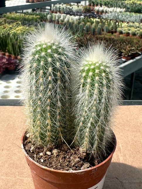 echinocereus nivosus