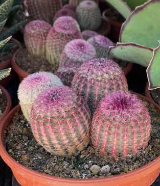 echinocereus rigidissimus rubrispinus