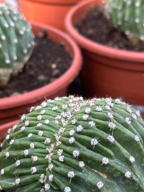 echinopsis eyriesii crestato