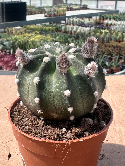 echinopsis subdenudato