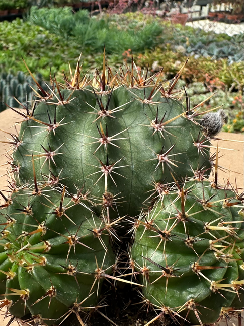 echinopsis eyriesii