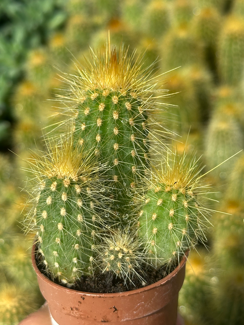 espostoa guentheri