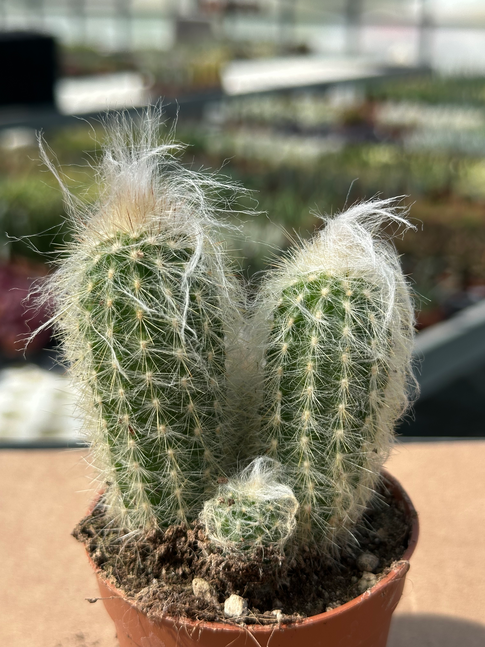 espostoa lanata