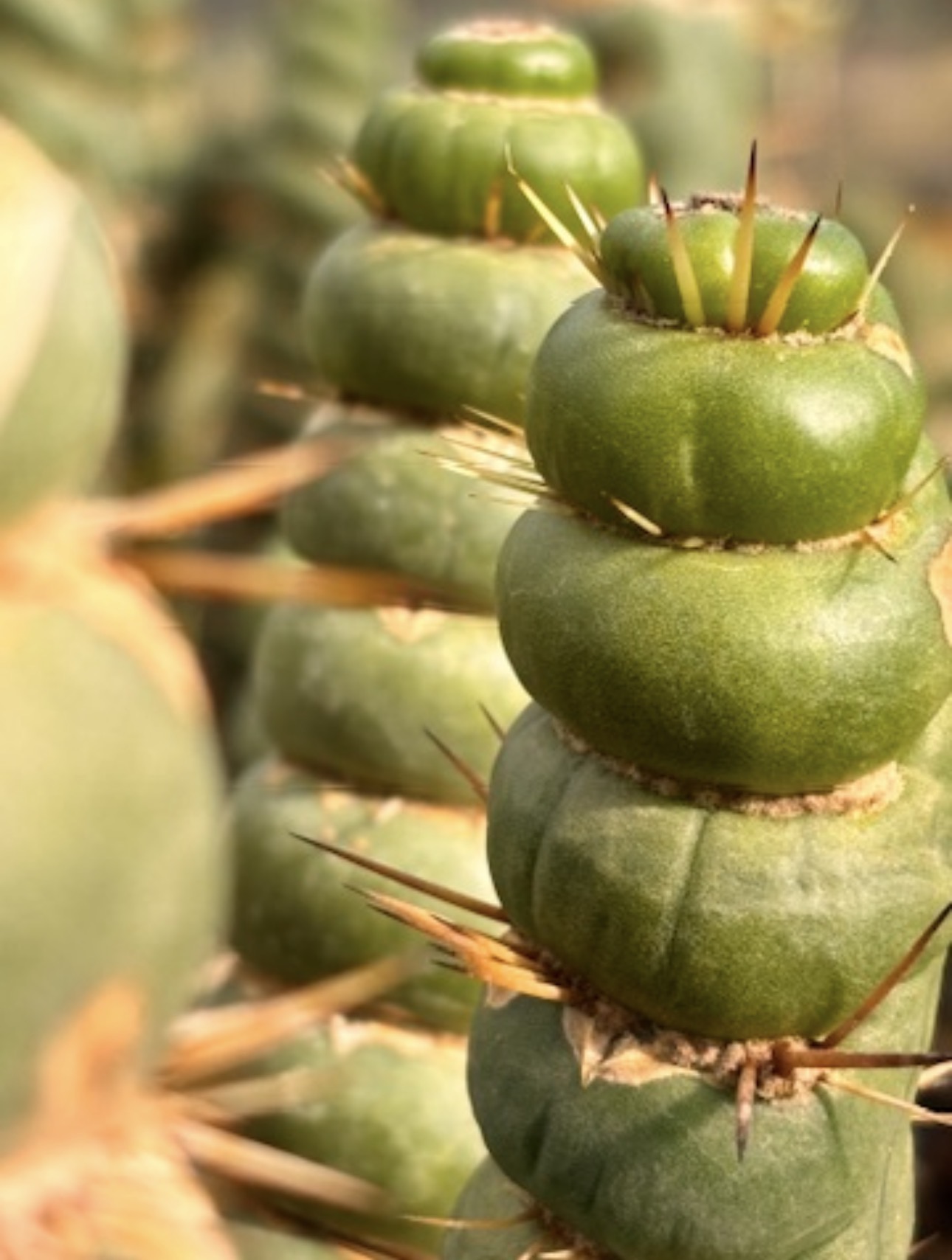 eulychnia castanea