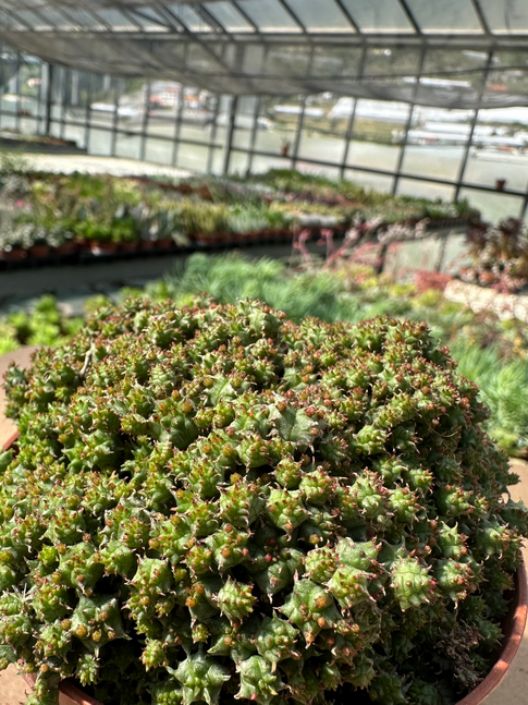euphorbia submammillaris