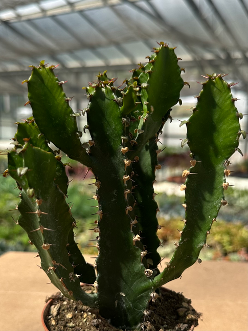 euphorbia triangularis