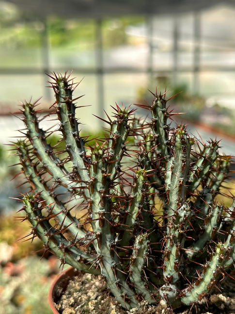 euphorbia aeruginosa