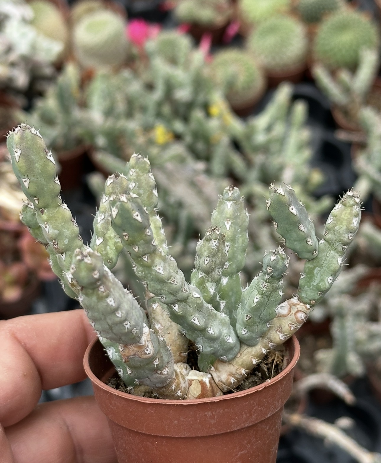 euphorbia debilispina