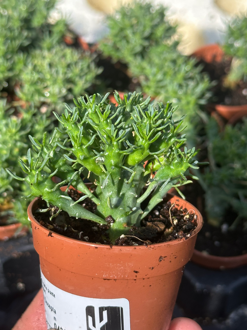 euphorbia decepta