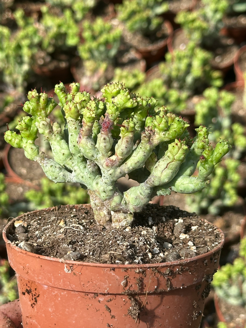 euphorbia enopla coral