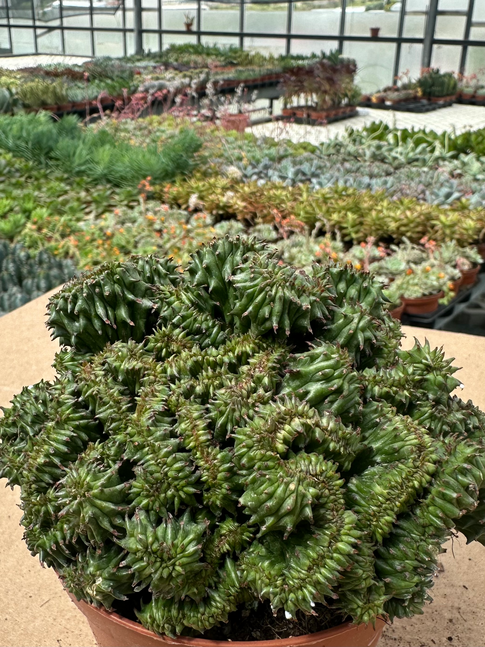 euphorbia enopla crestata