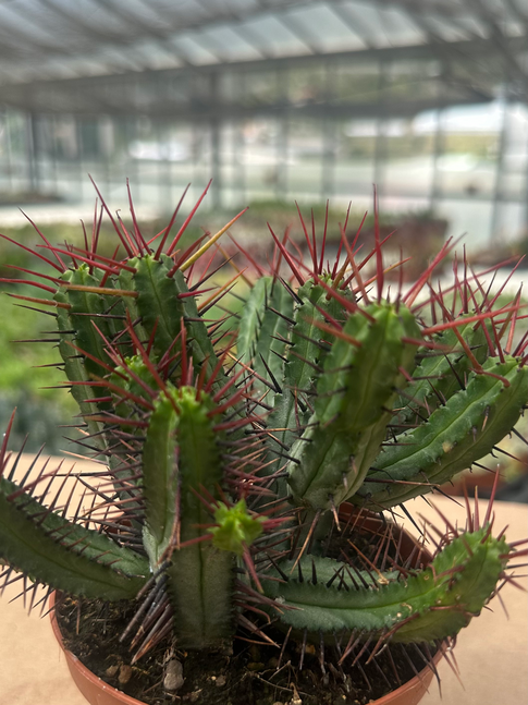 euphorbia enopla