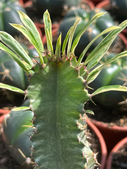 euphorbia eritrea marmorata