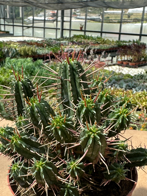 euphorbia ferox
