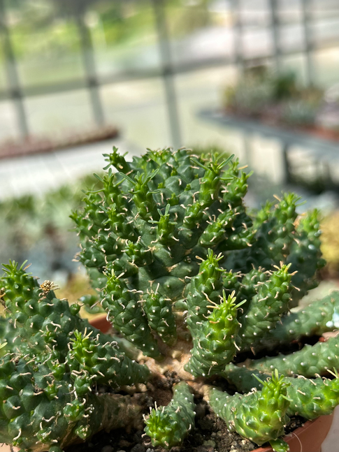 euphorbia gorgonis