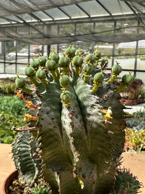euphorbia horrida alba