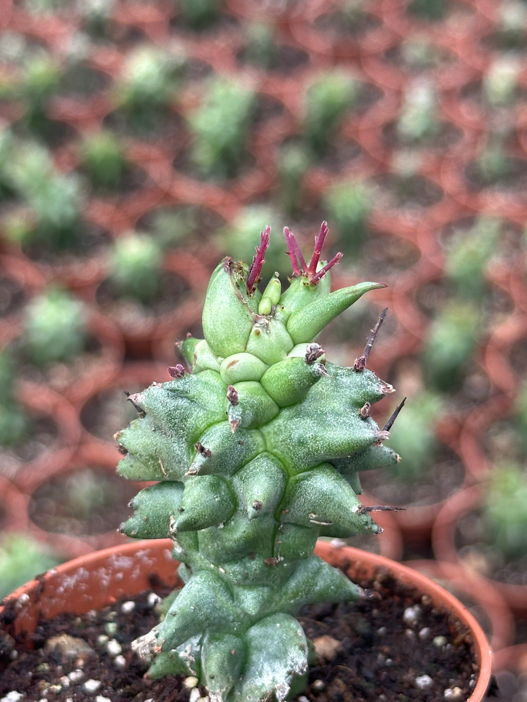 euphorbia horrida mostruosa