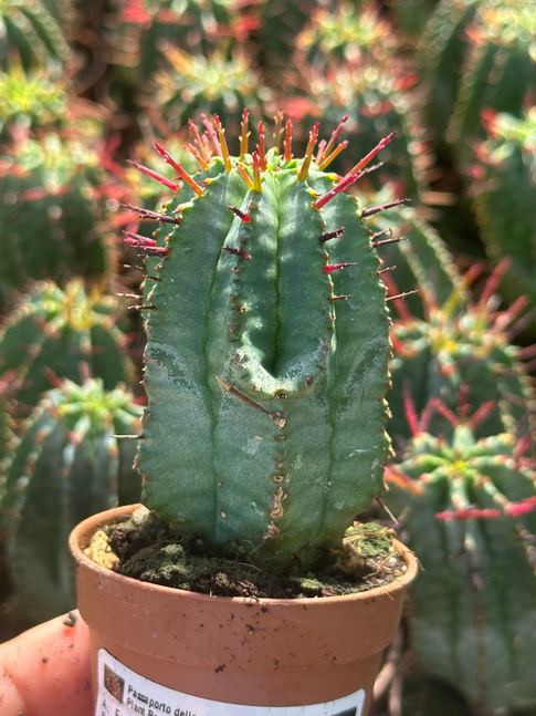 euphorbia horrida