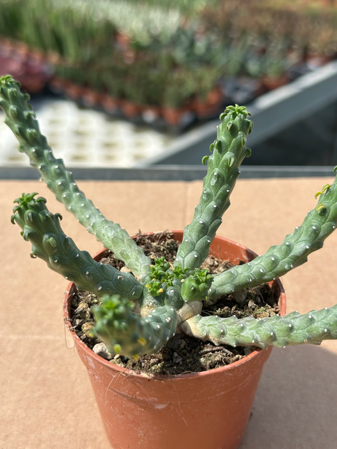 euphorbia inermis