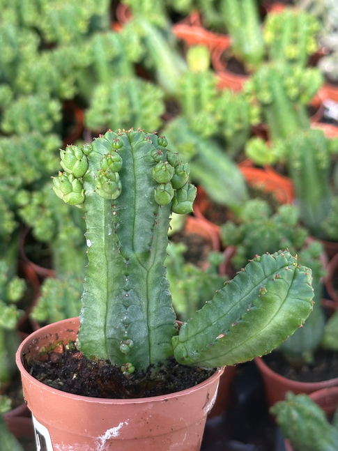 euphorbia jansenvillensis