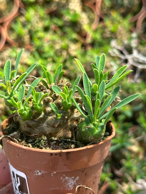 euphorbia japonica