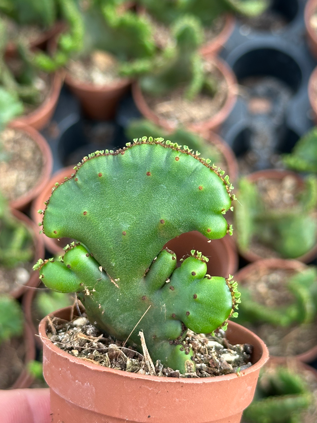 euphorbia leucodendron crestata