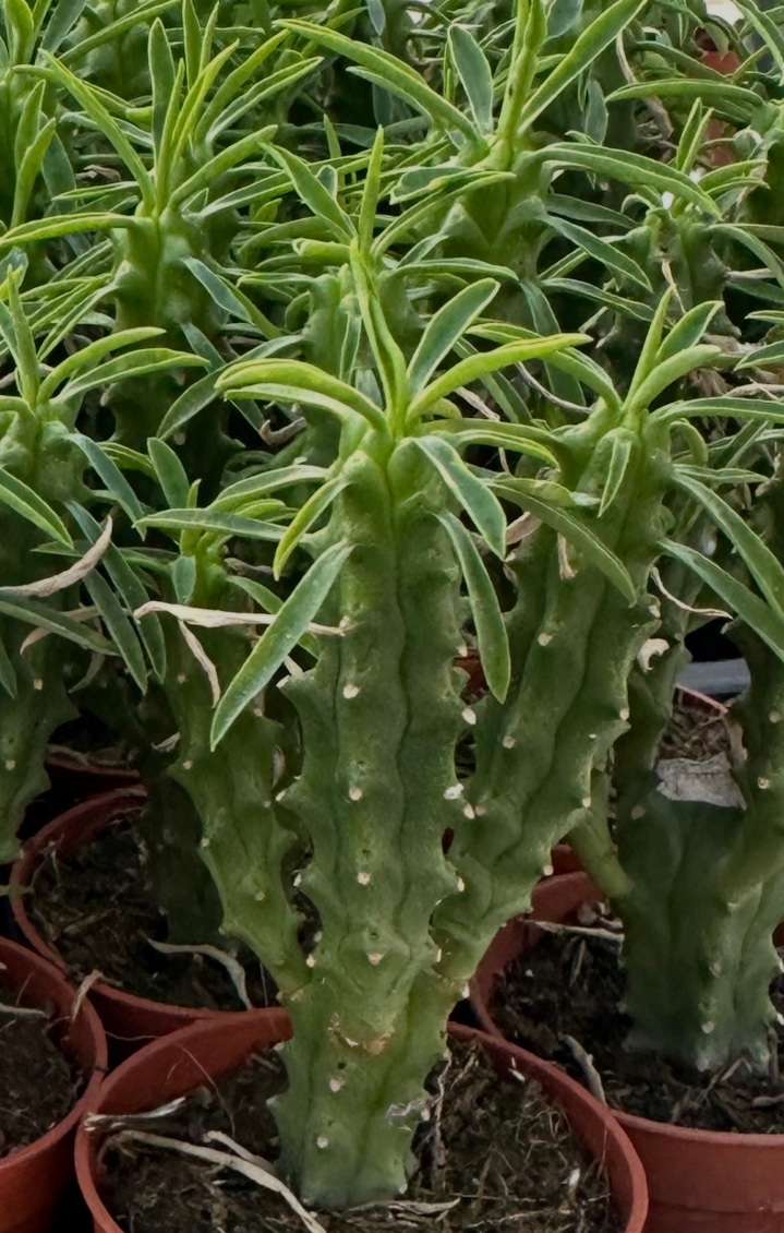 euphorbia loricata
