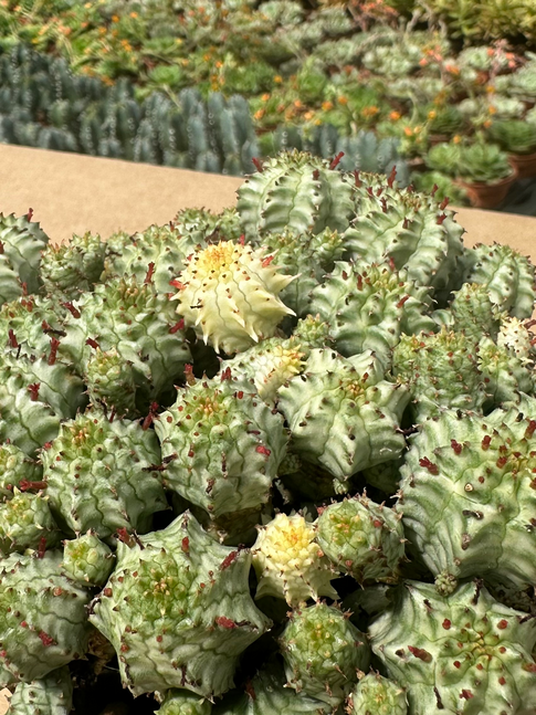 euphorbia mammillaris