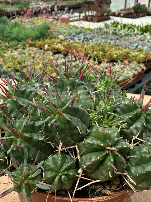 euphorbia meloformis