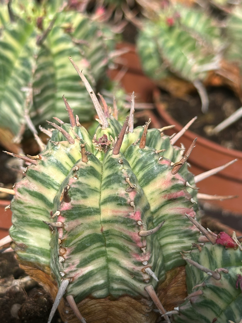 euphorbia melophormis variegata
