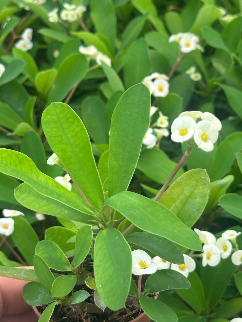 euphorbia milli white