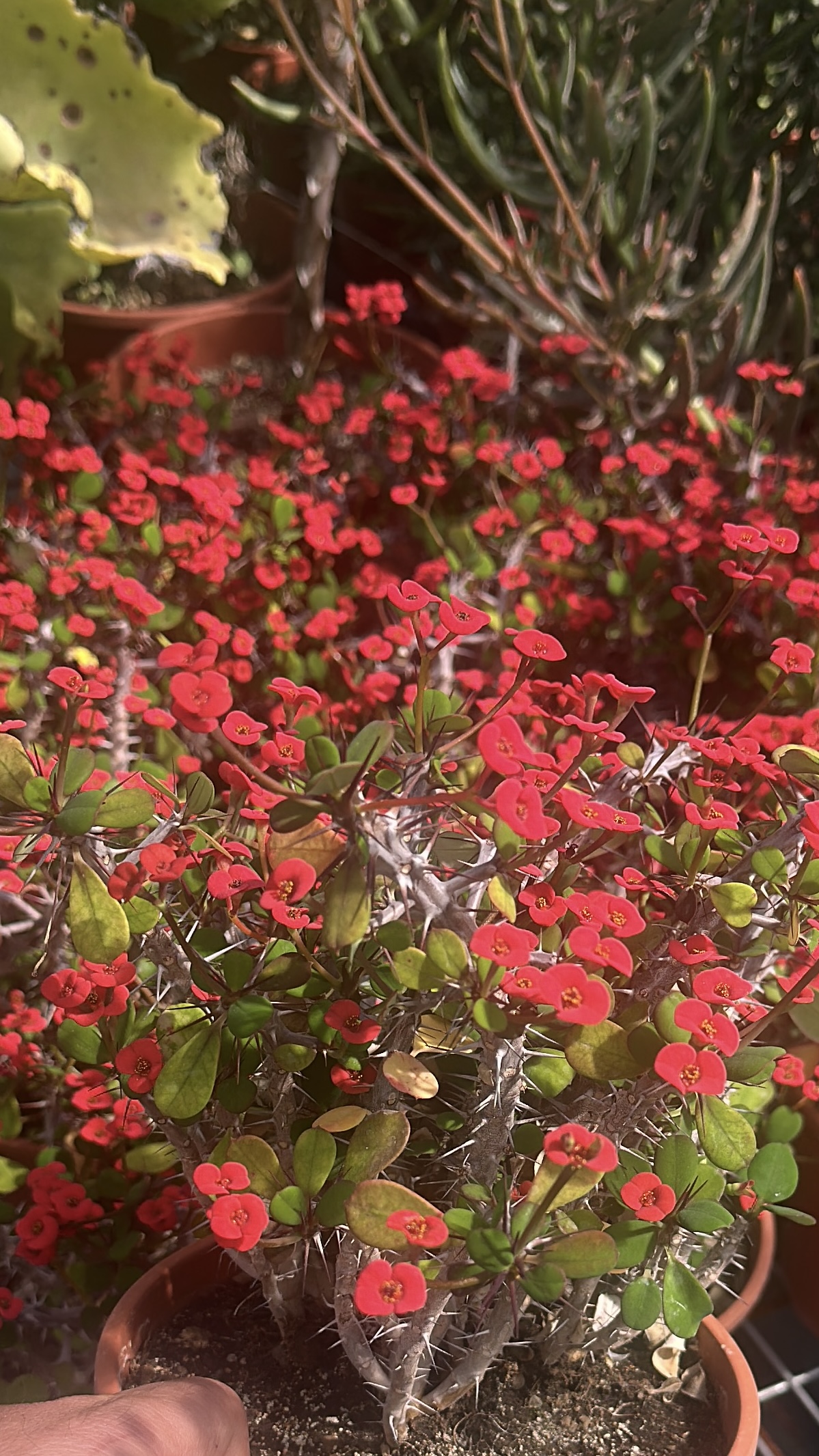 euphorbia millii