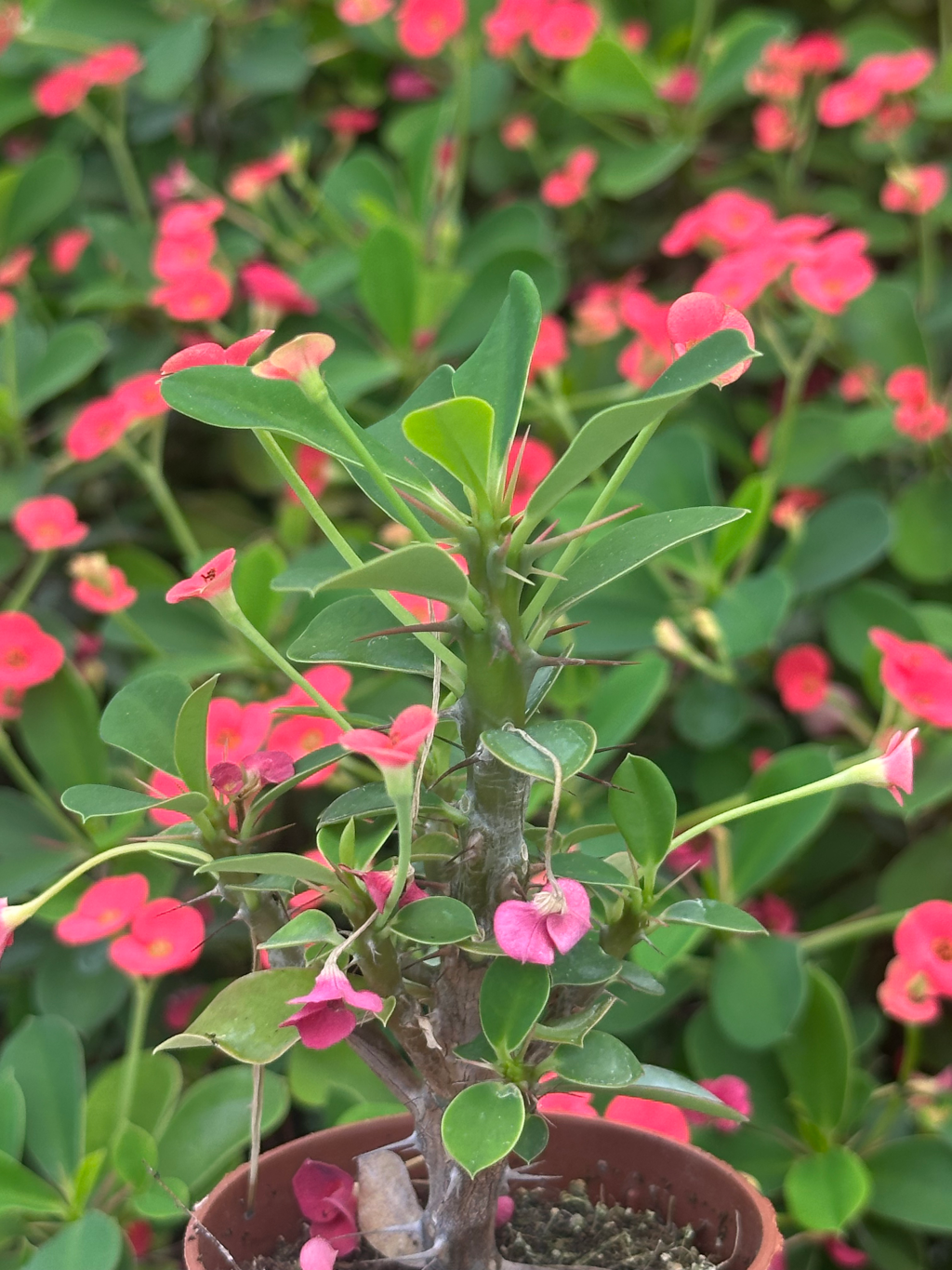 euphorbia millii