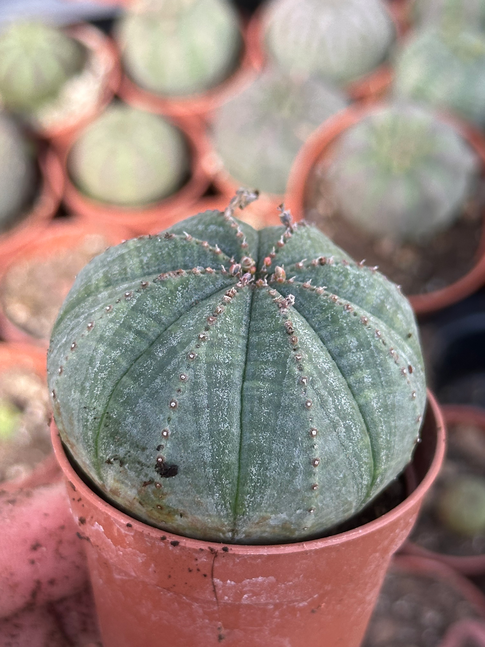 euphorbia obesa