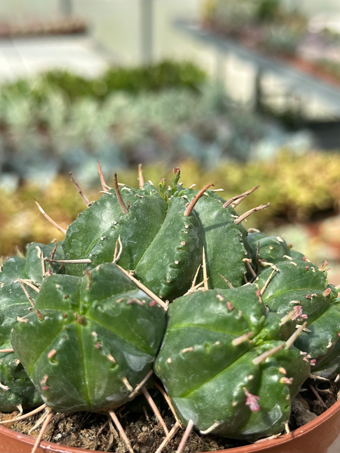 euphorbia pillansii