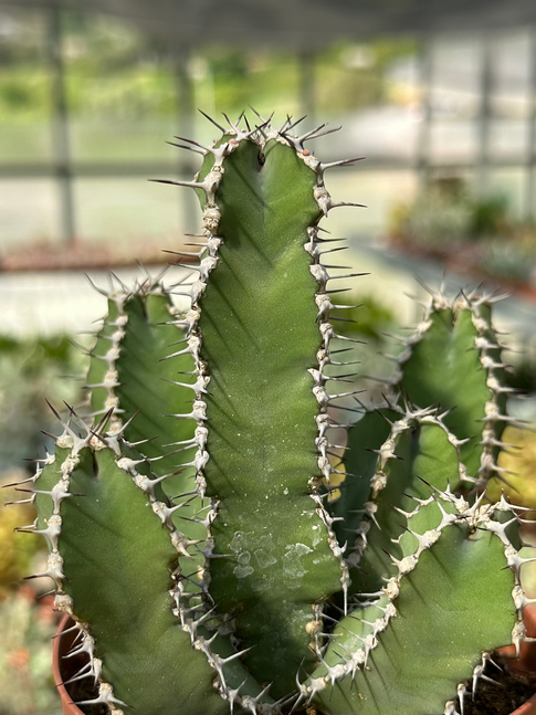 euphorbia polyacantha