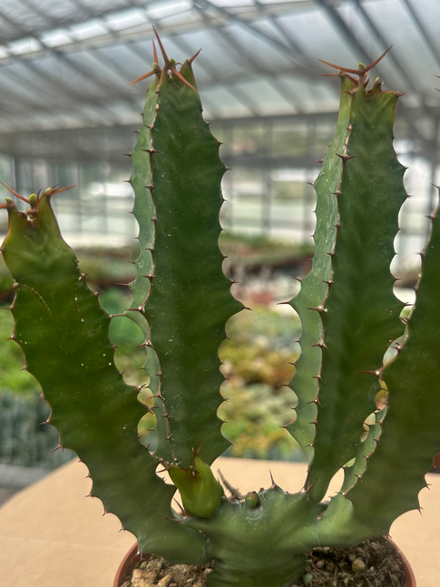 euphorbia pseudocactus