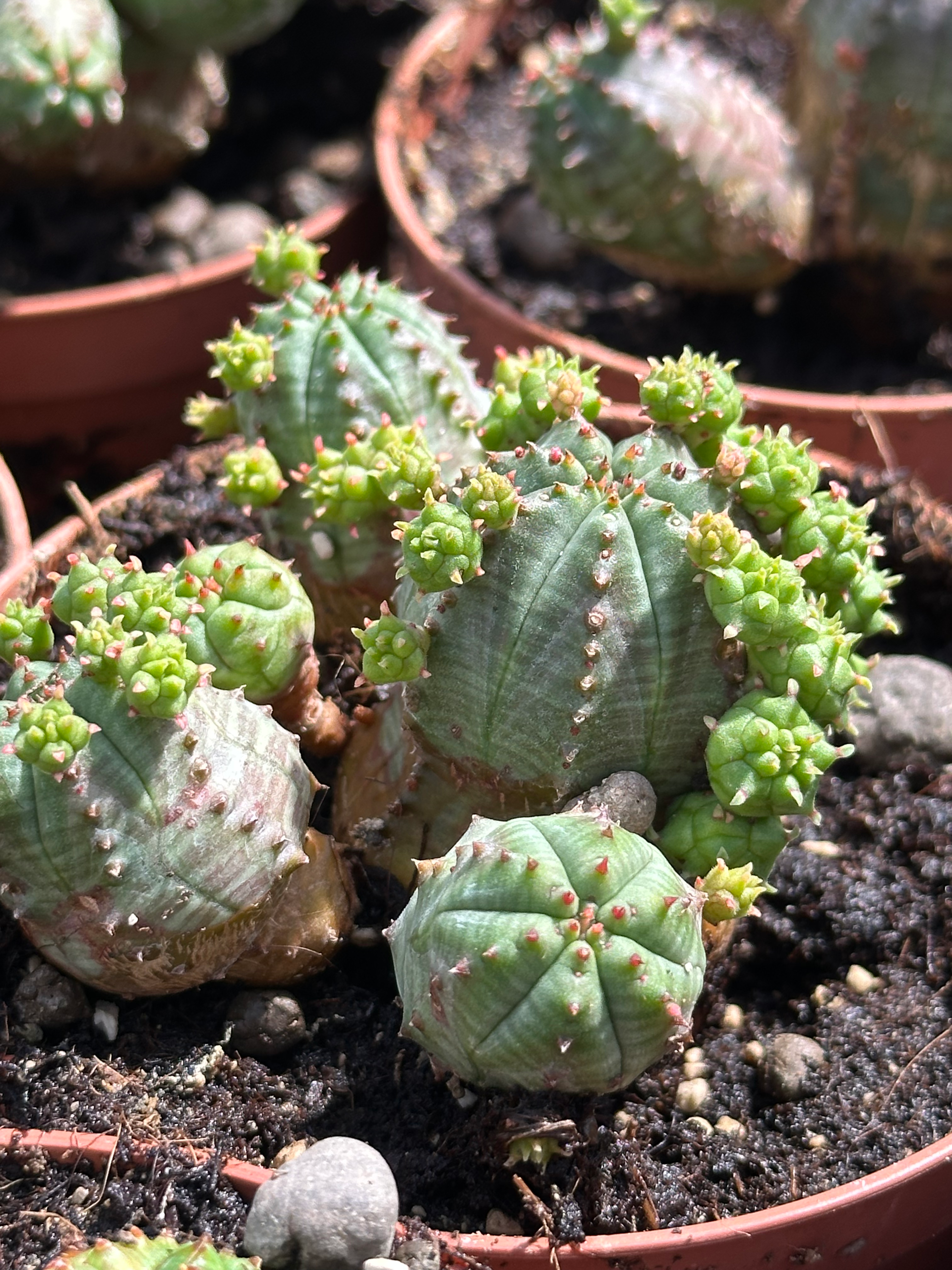euphorbia pseudoglobosa