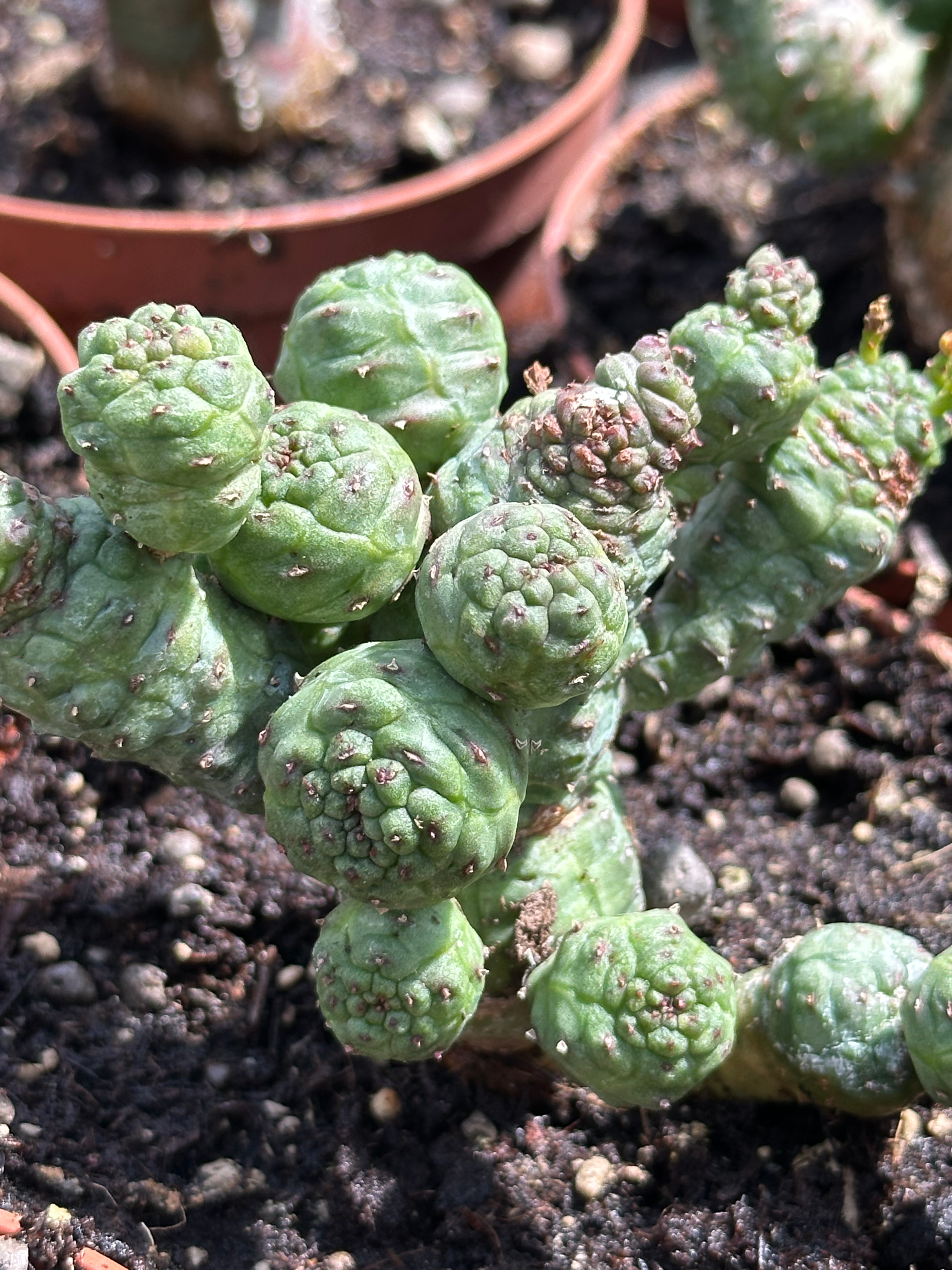 euphorbia pseudoglobosa monstruosa