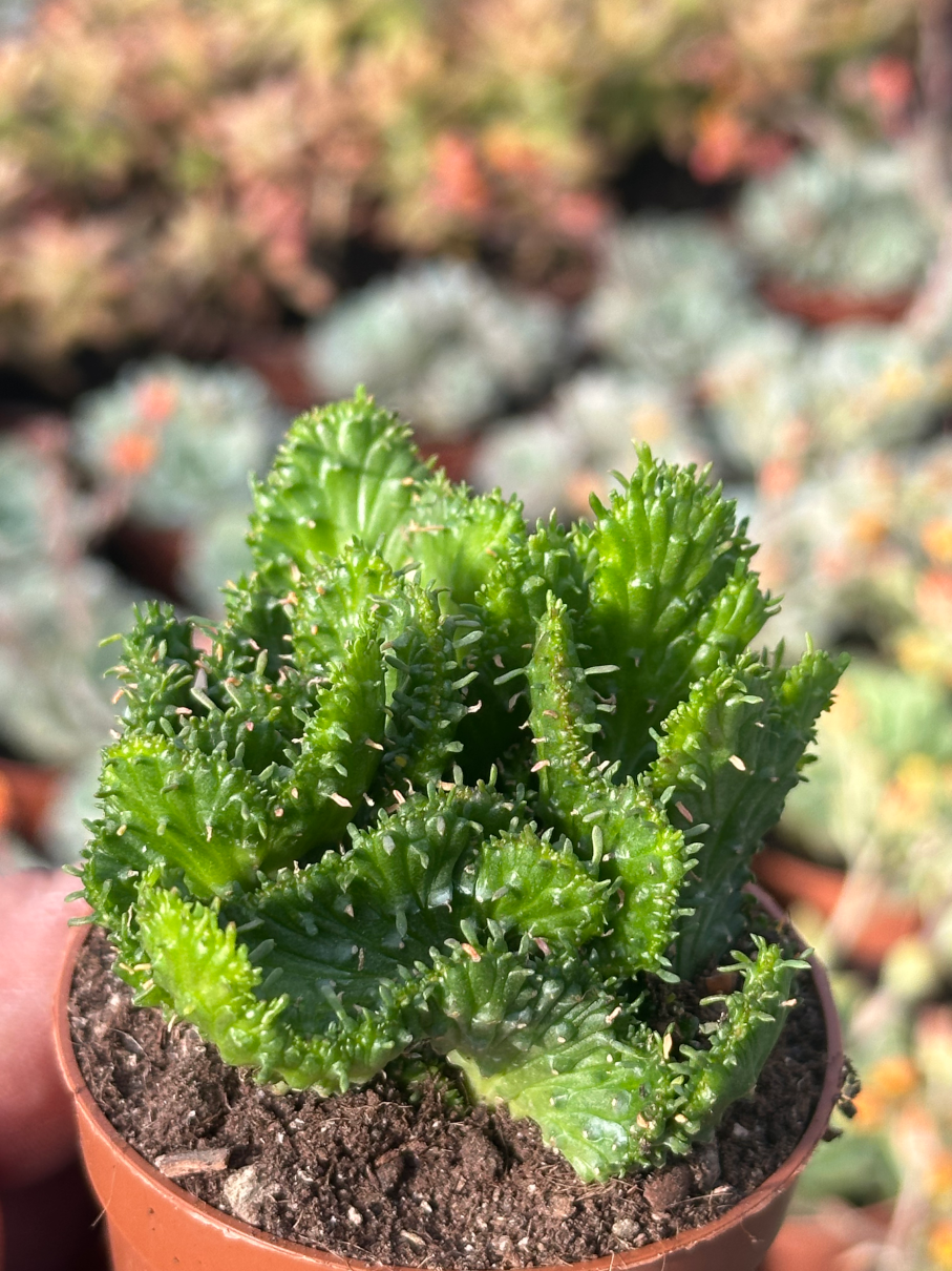 euphorbia pugniformis crestata