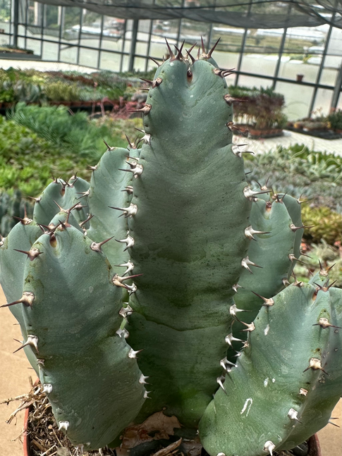 euphorbia resinifera