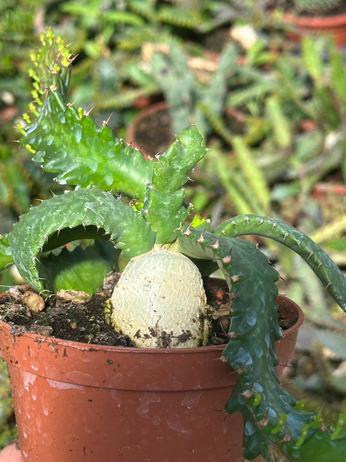 euphorbia stellata