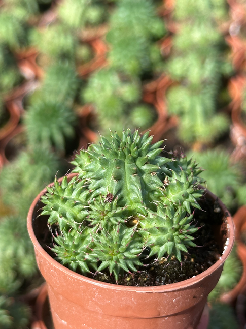 euphorbia suzanae