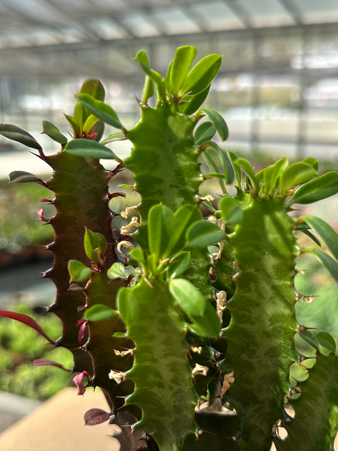 euphorbia trigona rubra