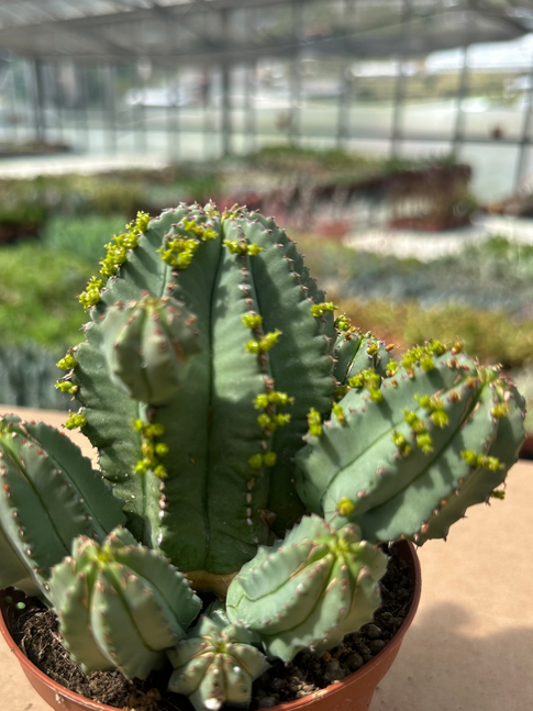 euphorbia fruticosa inermis